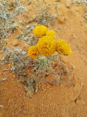 Pentziinae