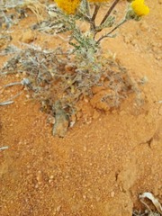 Pentziinae
