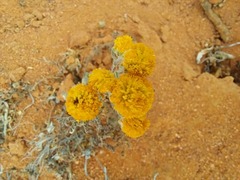 Pentziinae