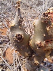 Tylecodon paniculatus