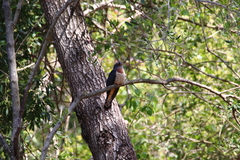 Cuculus solitarius