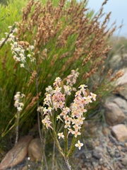Struthiola ciliata