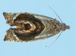 Acroceuthes metaxanthana