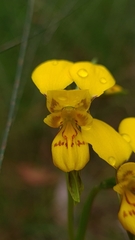 Diuris aurea