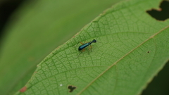 Cicindelinae