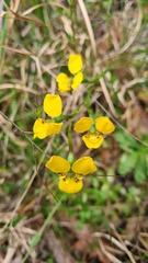 Diuris aurea