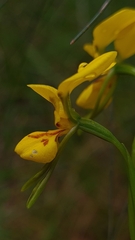 Diuris aurea