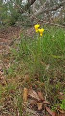 Diuris aurea