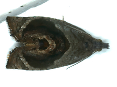 Acroceuthes metaxanthana