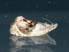 Acroceuthes metaxanthana