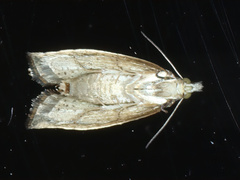 Acroceuthes metaxanthana
