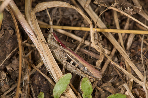 Common Field Grasshopper, photo 3 of 10