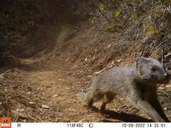 Herpestes pulverulentus