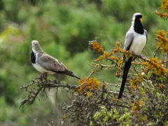 Oena capensis capensis