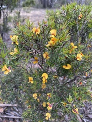 Pultenaea juniperina