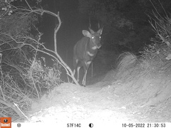 Tragelaphus sylvaticus sylvaticus