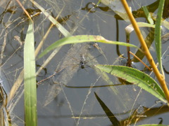 Neogerris hesione