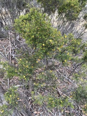 Pultenaea juniperina