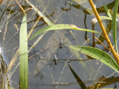 Neogerris hesione