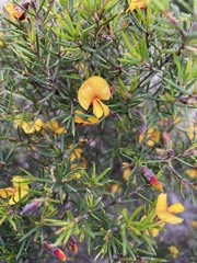 Pultenaea juniperina