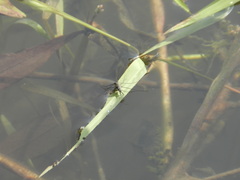 Neogerris hesione