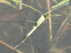 Neogerris hesione