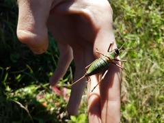 Ephippiger ephippiger