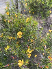 Pultenaea juniperina