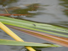 Neogerris hesione