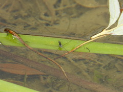 Neogerris hesione
