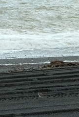 Charadrius bicinctus