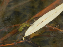 Neogerris hesione
