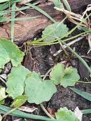 Centella cordifolia