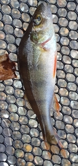 Perca fluviatilis