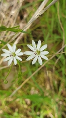 Stellaria angustifolia