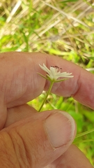 Stellaria angustifolia