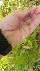 Stellaria angustifolia