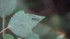 Cicindelinae