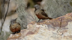 Geocolaptes olivaceus