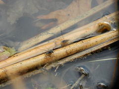 Neogerris hesione