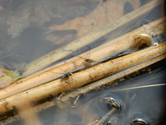 Neogerris hesione