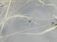 Neogerris hesione
