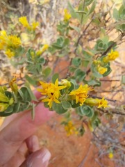 Pteronia