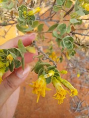 Pteronia