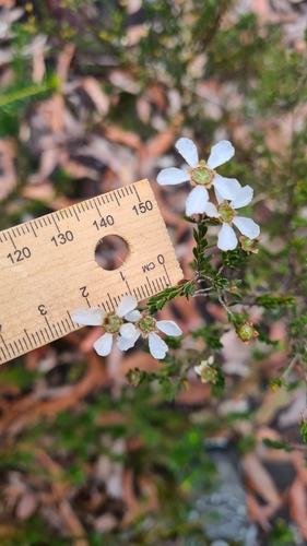 Image of Gaudium parvifolium by (c) Petra Holland, some rights reserved (CC BY)