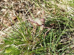 Ephippiger ephippiger