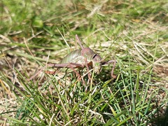 Ephippiger ephippiger