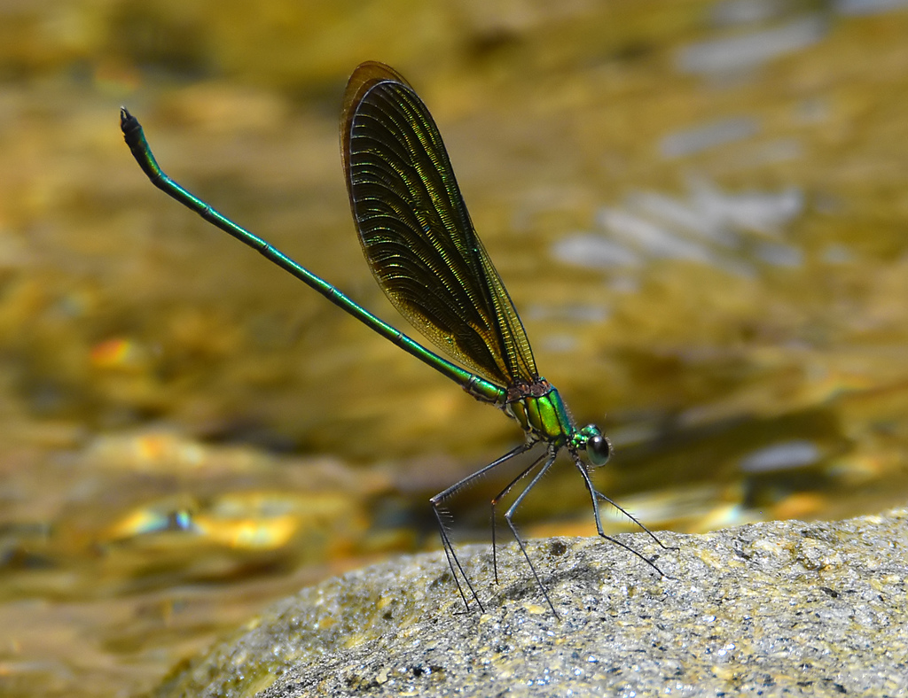 Metalwing Demoiselles