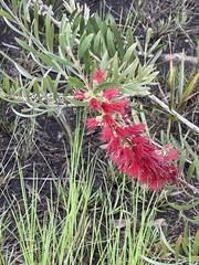 Melaleuca citrina