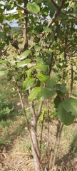 Celtis australis